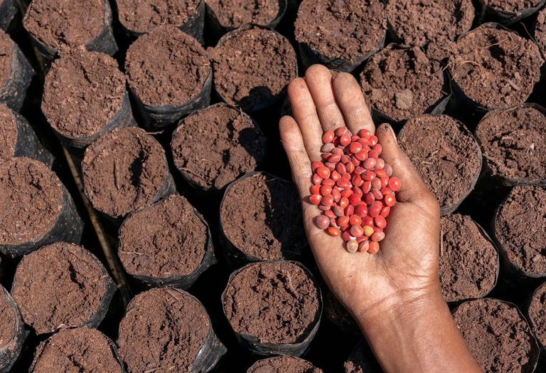 Nursery seeds - Tree Nation - Eden Reforestation Project in Madagascar